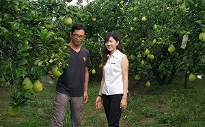 台南麻豆傳水患  農會澄清文旦災損不大