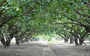 水淹南台灣！林聰賢：麻豆文旦沒事