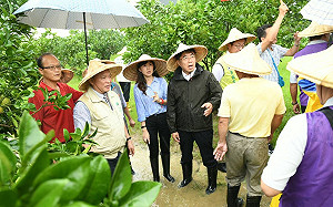 確認未受災損！黃偉哲視察麻豆文旦