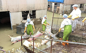 嘉縣府救災總動員 畜禽屍體完成清運消毒