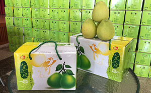 八里文旦柚盛產！朱立倫大力推銷