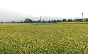 智慧新農業！利用科技務農解決勞動力不足