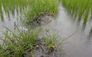 豪雨後防作物病蟲害  台東農改場籲加強清園
