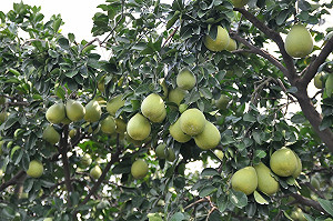 柚子這樣挑最美味！中秋挑選文旦好吃三要訣