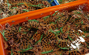 新北市萬里蟹！石蟳、花蟹、三點蟹最美味