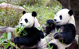 貓熊帶來50億效益？李柏峰：網路就找得到學生研究報告