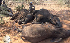 盜獵零容忍髮夾彎  波札那87大象遭屠殺拔牙