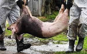 江蘇豬隻大規模死亡 官員力撇非洲豬瘟