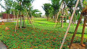 台中花博倒數！外埔園區花開繽紛迎接開幕