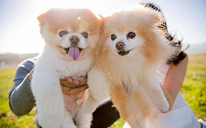 不吃狗狗了！ 越南河內擬2021年起禁吃狗肉