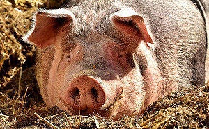 非洲豬瘟入境！中國香腸首例驗出非洲豬疫病毒