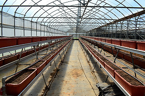 高架草莓略勝一籌？產量高、果實品質優，還能站著採收