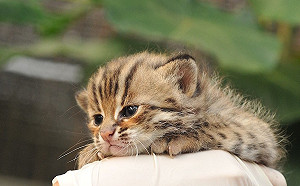 裕隆驗車道環評第三次初審過  呂秋遠籲裕隆與石虎和解共生