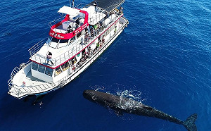 超Ｑ抹香鯨連3天亮相  與船隻伴「游」超吸睛 (影)