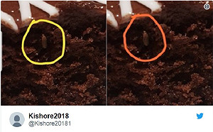 蛋糕裡有蟲！IKEA印度首店再傳蟲蟲危機