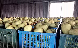 農來搖滾音樂晚會  High翻現雲林虎尾高鐵站送文旦