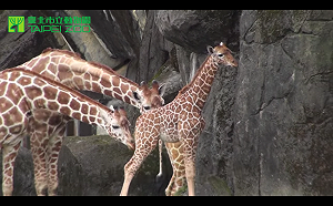 早逝悲歌！台南長頸鹿遊客面前倒地亡  解剖初判疑噎死