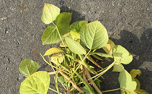 紅豆怎麼種才能產量高品質佳？農委會：播種量是重點