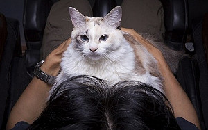 貓經濟追趕狗經濟 中國將成最大寵物市場