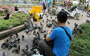 公共場所餵鴿 曼谷考慮送你吃牢飯