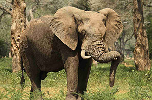 辛巴威驚傳大象殺人  德女下車拍照慘遭踩扁