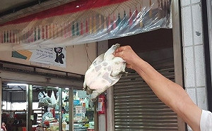 台北抽驗水產品  甲魚、黃魚竟驗出動物用藥