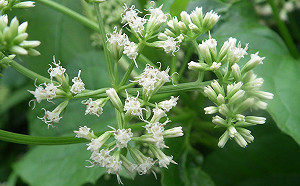 打擊外來植物入侵！全民動手自己除