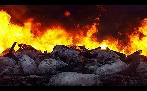 吉林再爆非洲豬瘟疫情  8月3日以來中國第26例