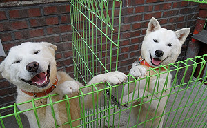 文金三會北韓贈禮豐山犬  將入住青瓦台第一家庭