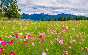 十月期間限定！福壽山農場波斯菊花海怒放中