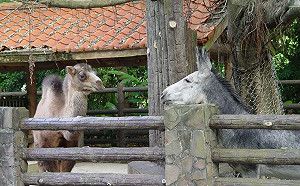 快訊》駱駝咬人！ 台北市立動物園1工作人員受傷送醫