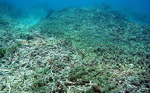 墾丁海洋生態危機！人為污水也是兇手之一