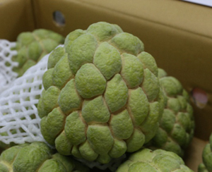 保存問題獲解決！台灣冷凍釋迦攻佔日本市場