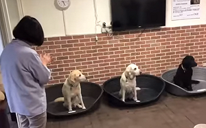 (影) 故意找碴？大陸國慶小英「幫狗慶生」 陸網軍氣pupu