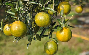 當令青皮椪柑汁多味美！農糧署：四大挑選原則保證好吃