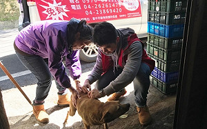 響應10/4世界動物日　中市連三日免費毛孩健檢！