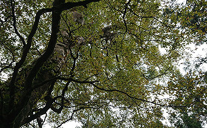 台灣山毛櫸換新衣！到太平山漫步金黃森林步道