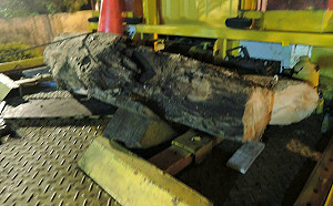 暗夜「盗木」 桃園警逮山老鼠驚見珍貴台灣扁柏