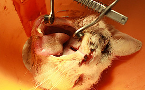 還我漂漂拳! 浪貓車禍面目全非 動保處救援成功