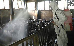 中國非洲豬疫情爆發29件 農業局：唯一方法阻擋境外