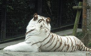 鹿兒島動物公園員工遭白虎襲擊 臥倒血泊送醫不治