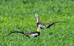 生態復育有成！台灣水雉在嘉義濕地公園築巢育雛現蹤跡