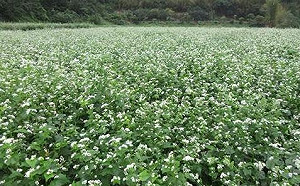 能看又能吃！蕎麥成冬季植栽新寵兒