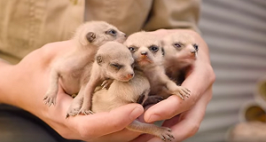 （影片）狐獴寶寶萌勢力初登場！ 上千網友心被擄獲驚嘆超可愛