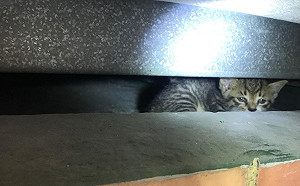 小貓受困高樓遮雨棚 動保處迅速救援