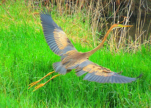 紫鷺飛臨鰲鼓溼地