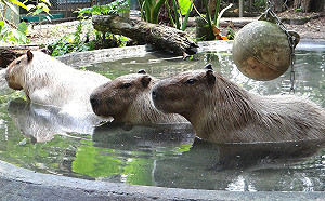 超萌水豚君！年底台北動物園「見客」囉