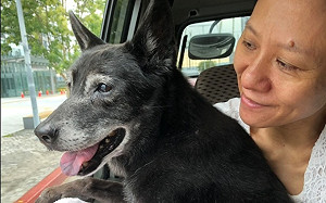 另類重陽敬老！新北10大「長壽狗寶貝」得主出爐