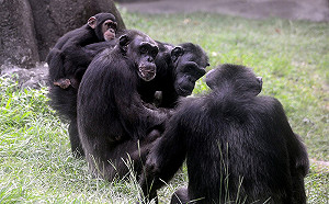 靠智慧博尊重！ 49歲黑猩猩家族地位高