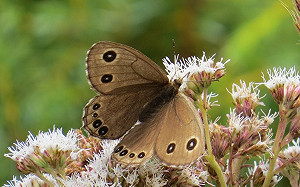 秋天也能賞蝶？！高山型蝴蝶合歡山北峰現跡